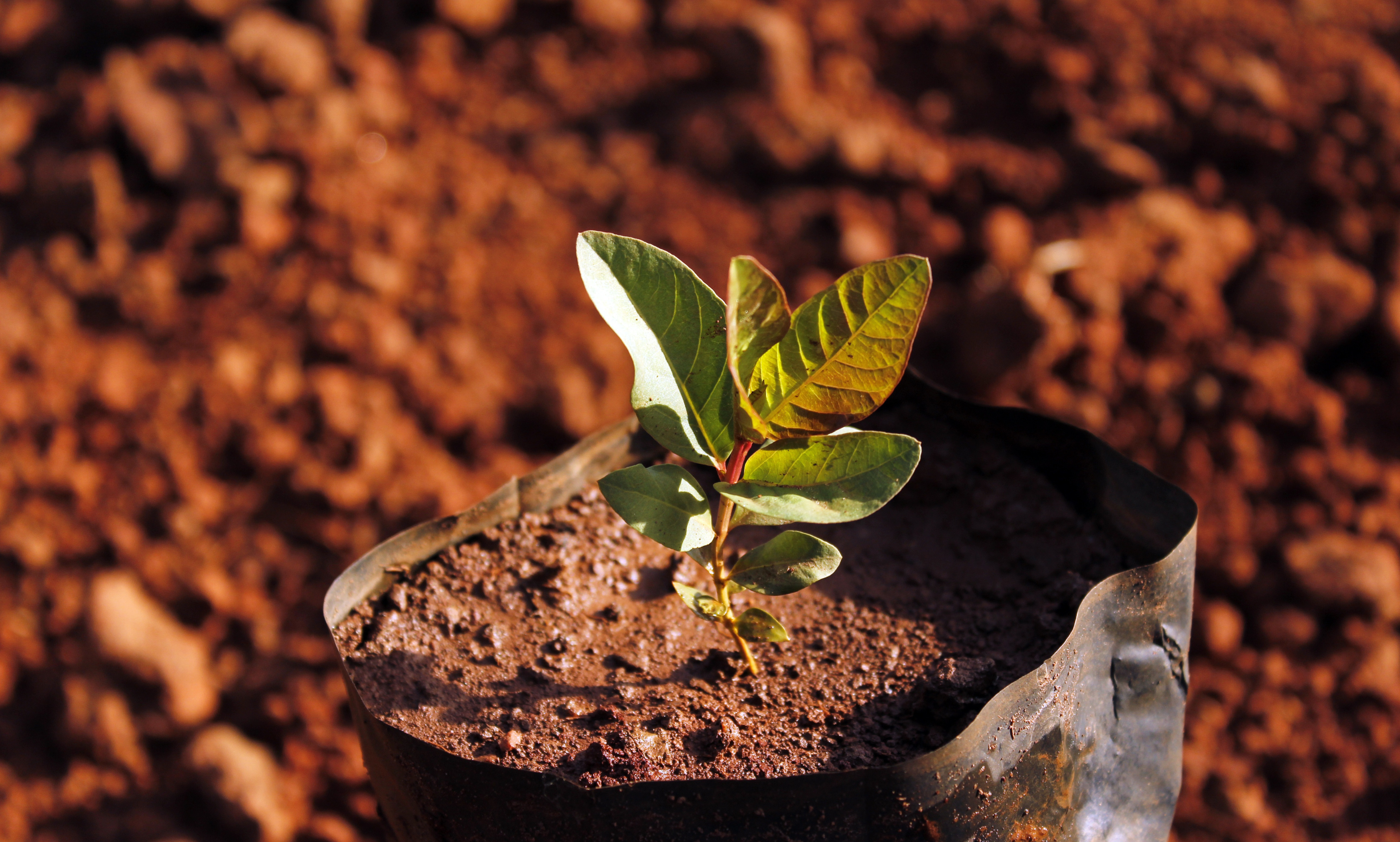 O que esperar da COP30?
